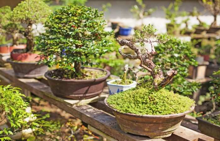 Spiritual & Personal Growth Benefits of Bonsai Tree_