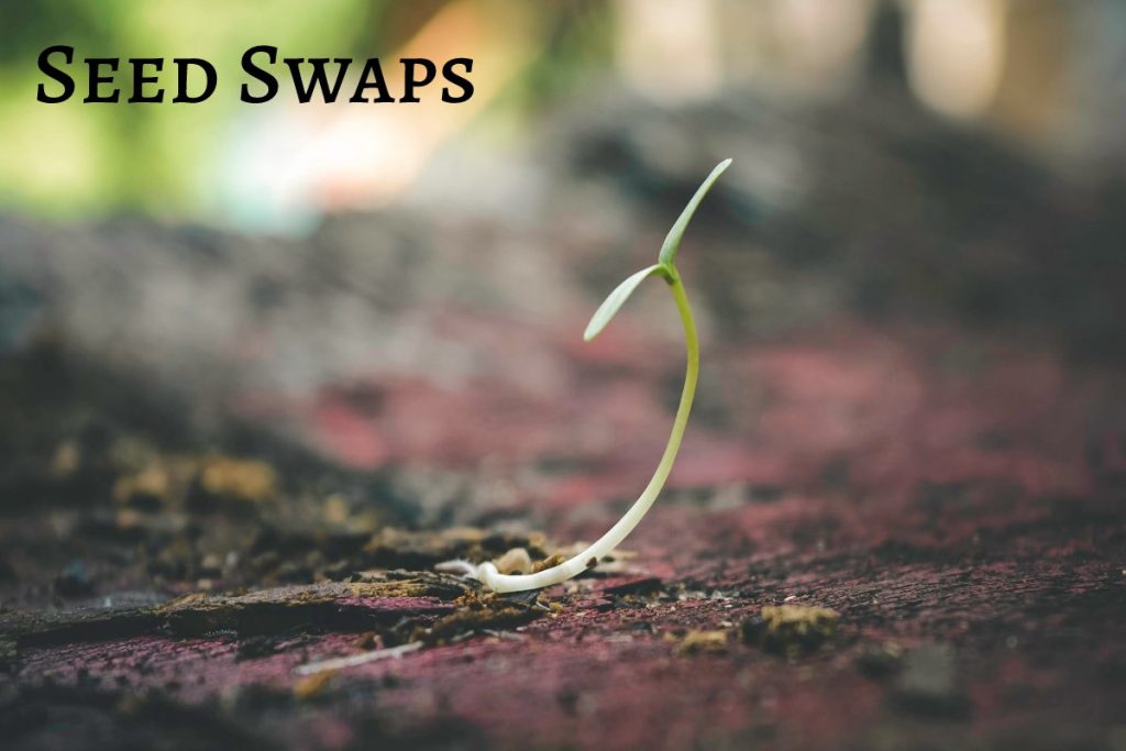 Seed Swaps