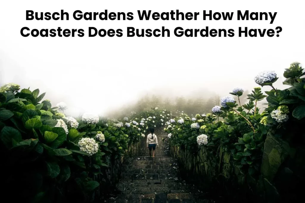 Busch Gardens Weather How Many Coasters Does Busch Gardens Have_