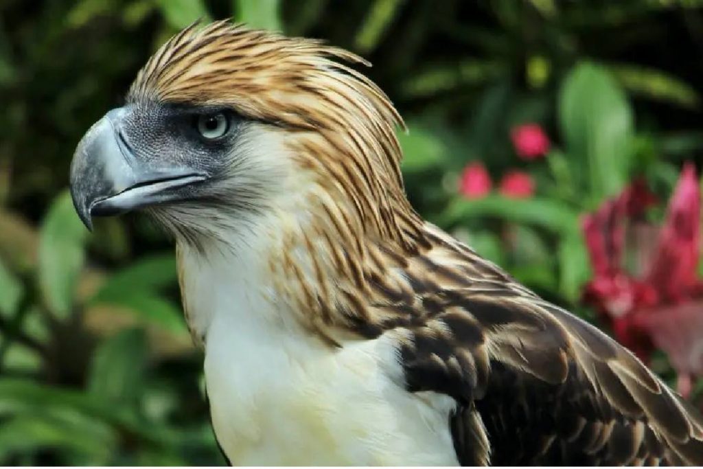 Eagles Philippines