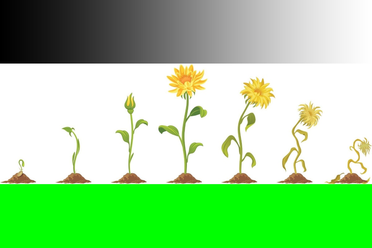 Plants Lifespan Write For Us Guest Post, and Submit Post