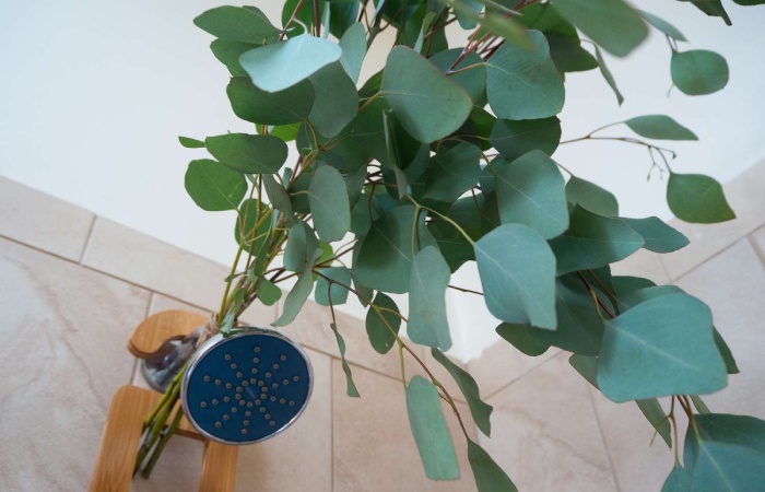what is eucalyptus in shower